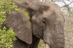 Protected: South Africa 2018 – Kruger National Park & Mpumalanga Region