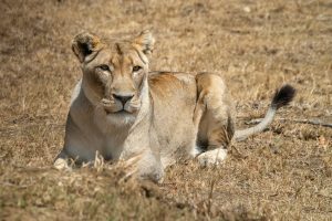 Animal and Wildlife